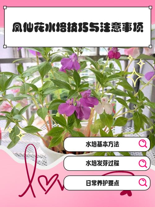 凤仙花能不能水培?家庭水培条件与养护全攻略 水培凤仙花的日常养护清单