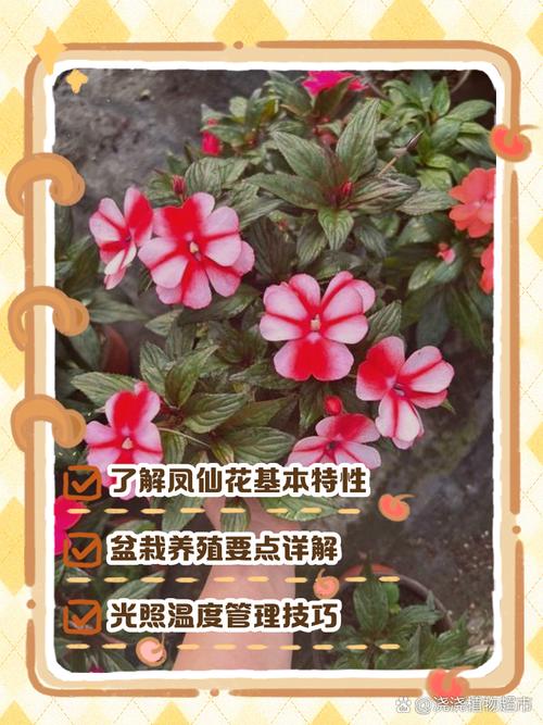 凤仙花能不能水培?家庭水培条件与养护全攻略 总结