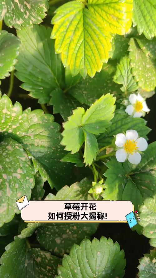 草莓是自花授粉吗?一文读懂草莓的授粉机制与增产技巧 二、自花授粉的局限与“帮手”的重要性