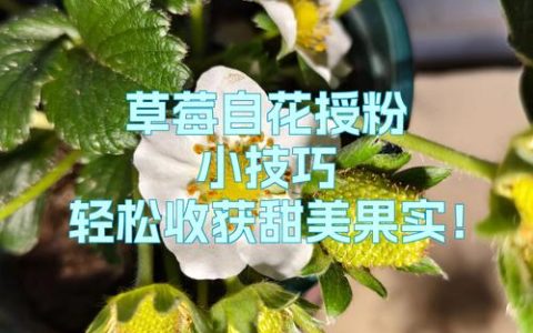 草莓是自花授粉吗？一文读懂草莓的授粉机制与增产技巧