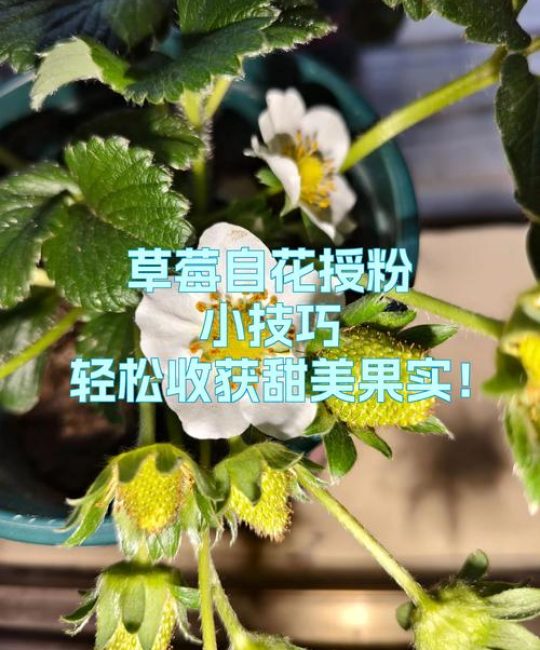 草莓是自花授粉吗？一文读懂草莓的授粉机制与增产技巧