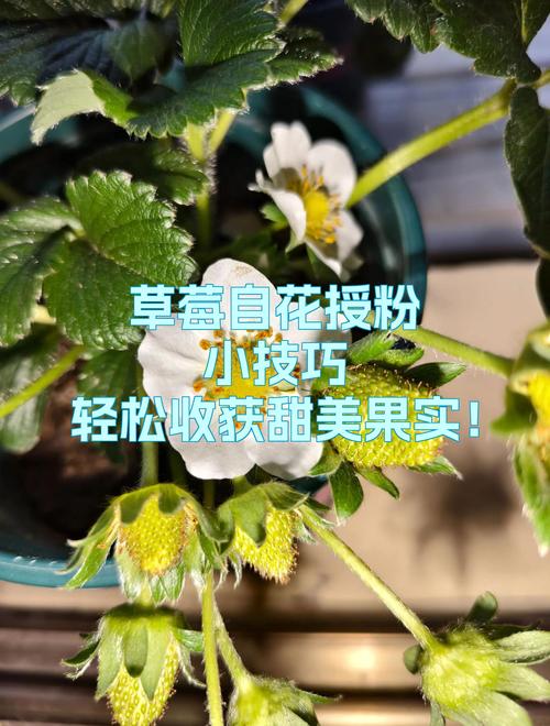 草莓是自花授粉吗?一文读懂草莓的授粉机制与增产技巧 一、草莓的花与授粉特性