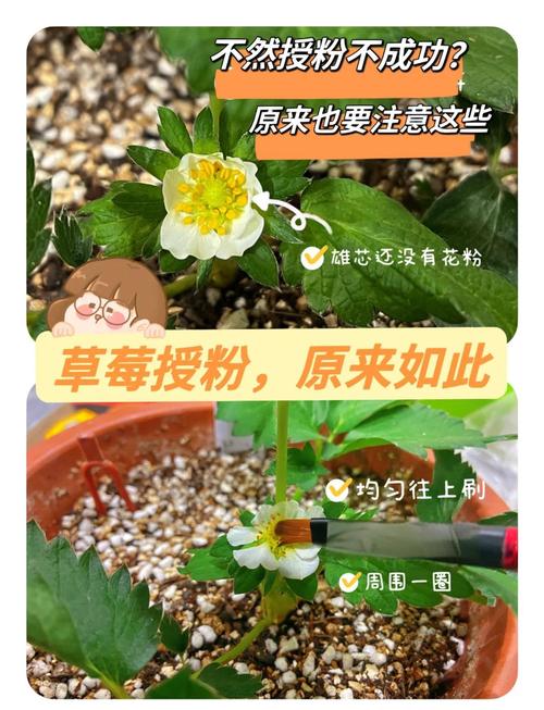 草莓是自花授粉吗?一文读懂草莓的授粉机制与增产技巧 三、如何提高草莓的授粉成功率?