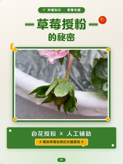 草莓是自花授粉吗?一文读懂草莓的授粉机制与增产技巧 四、常见误区与澄清