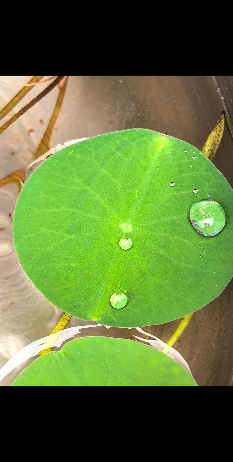 睡莲多久才能开花?影响开花时间的关键因素与促花指南 睡莲多久才能开花?影响开花时间的关键因素与促花指南