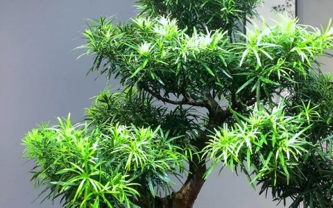罗汉松种在窗前好吗？兼顾风水与养护的全方位解析