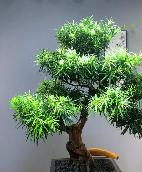 罗汉松种在窗前好吗？兼顾风水与养护的全方位解析