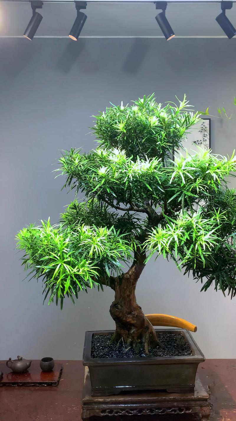 罗汉松种在窗前好吗?兼顾风水与养护的全方位解析 罗汉松种在窗前好吗?从风水、采光到根系的全方位解答