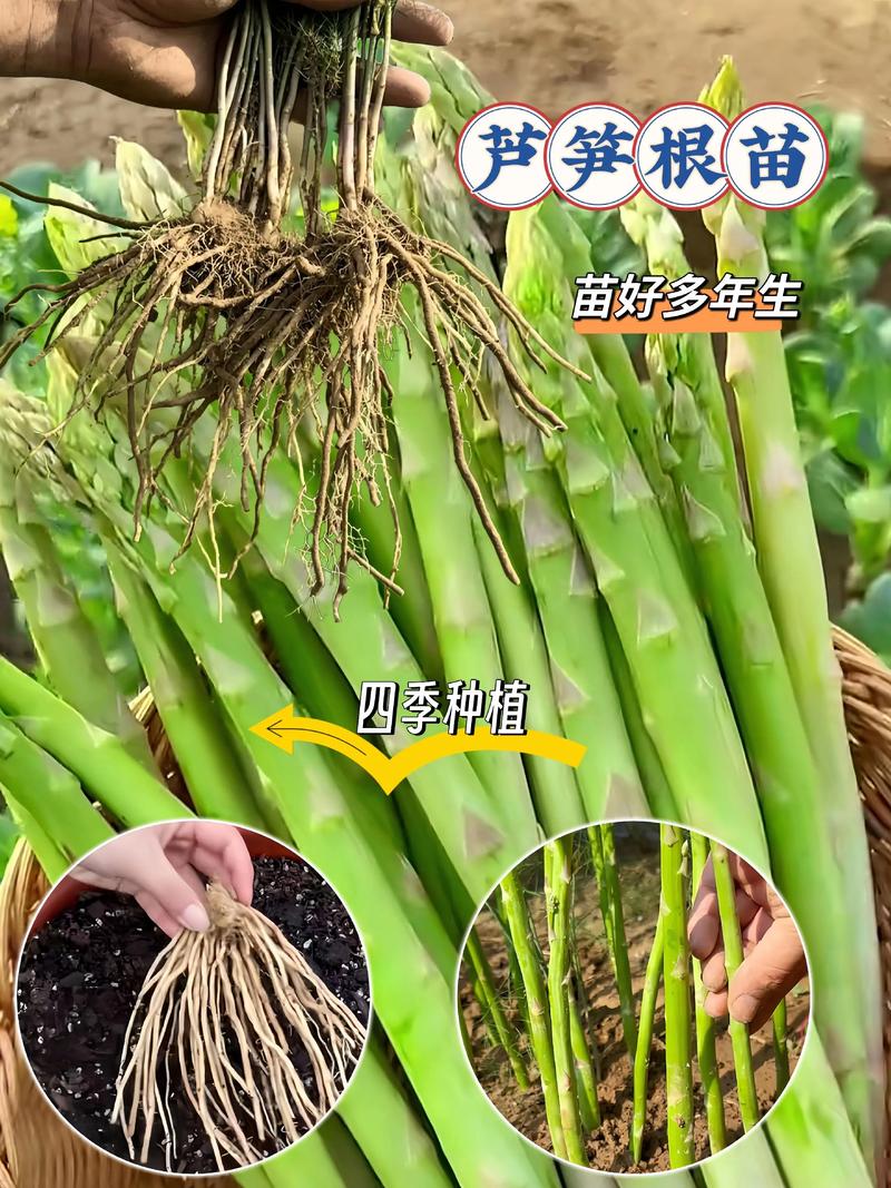 芦笋是多年生植物吗?揭秘芦笋的栽培与园艺价值 二、家庭园艺中芦笋的种植要点