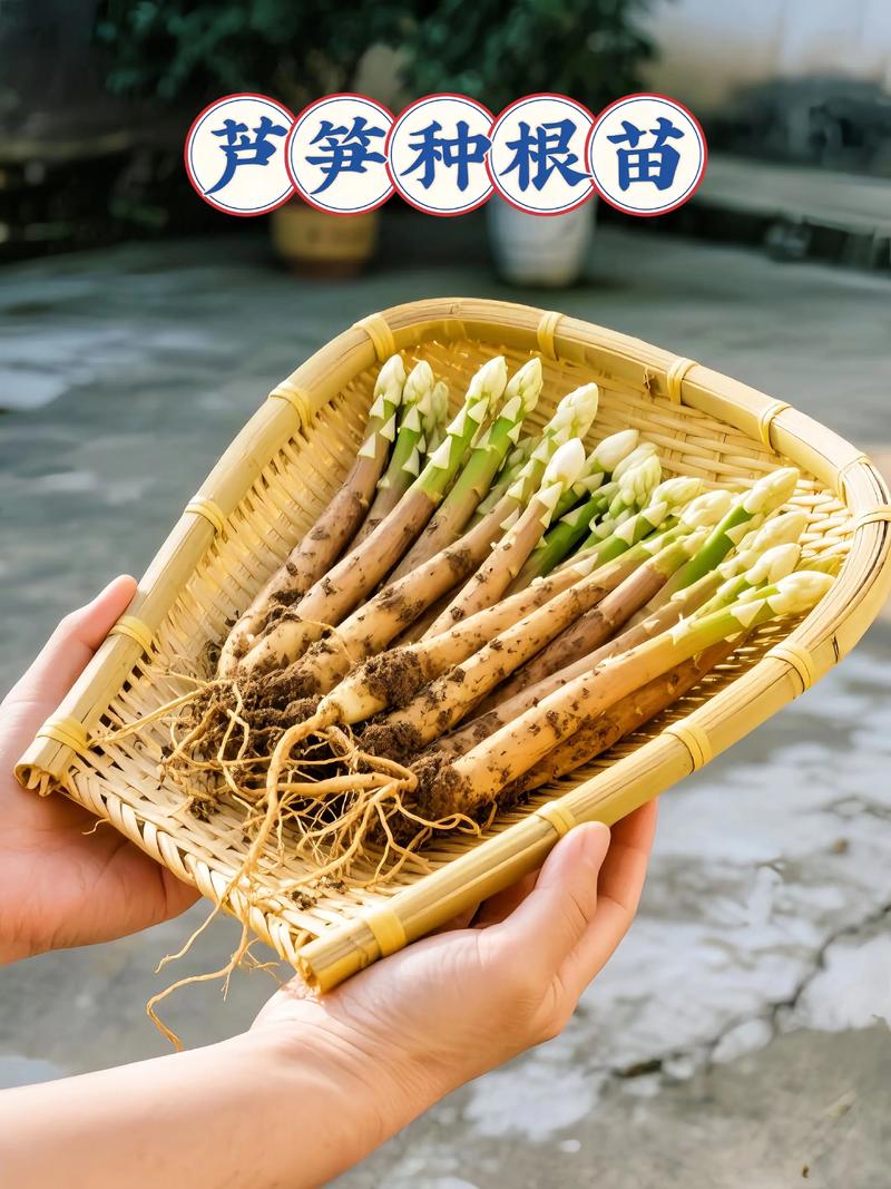 芦笋是多年生植物吗?揭秘芦笋的栽培与园艺价值 结语