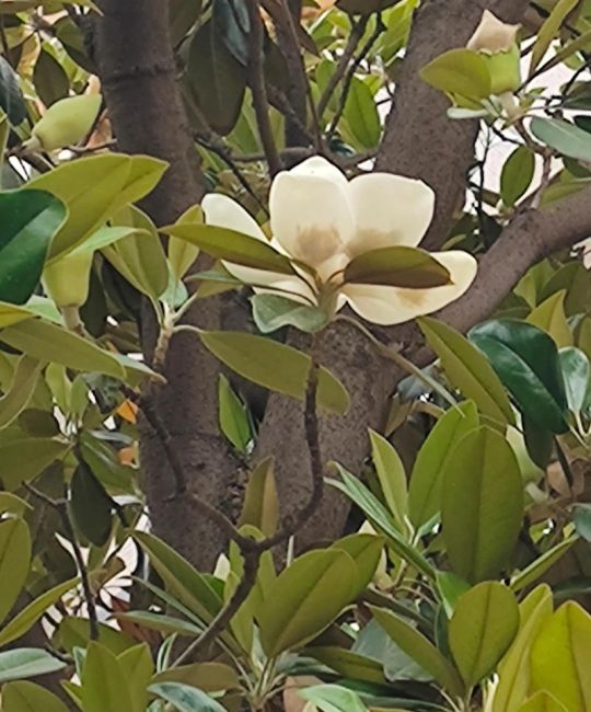 广玉兰是什么植物？一篇读懂它的形态、习性与园林应用