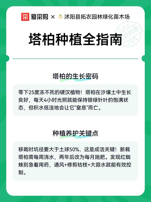 塔柏可以种在家里吗?庭院与盆栽种植全攻略,附科学养护与安全建议 四、文化寓意解读(仅供参考,非迷信)