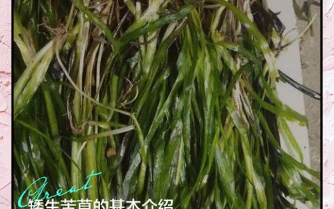 矮生苦草采购渠道全攻略：如何科学选择优质供应商