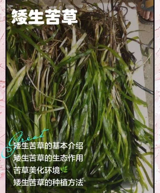 矮生苦草采购渠道全攻略：如何科学选择优质供应商