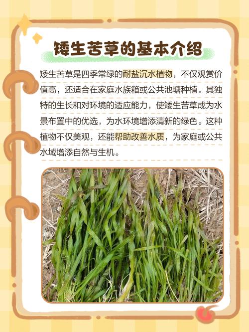 根系健康与运输装车：必须现场核验的3个环节