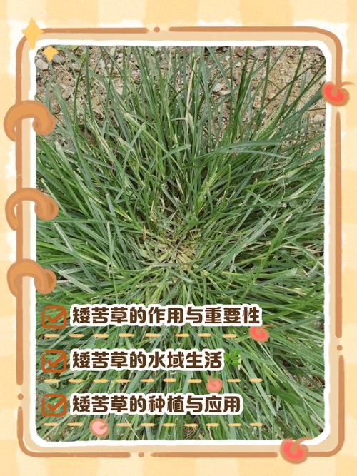 如何鉴定真假矮生苦草？——看叶片、查根茎、测尺寸