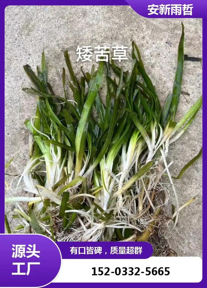 售后补苗政策：避开这些隐性条款