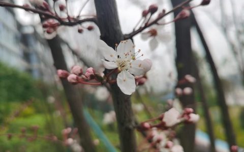 李子树开花不结果是什么原因？5大原因及解决办法