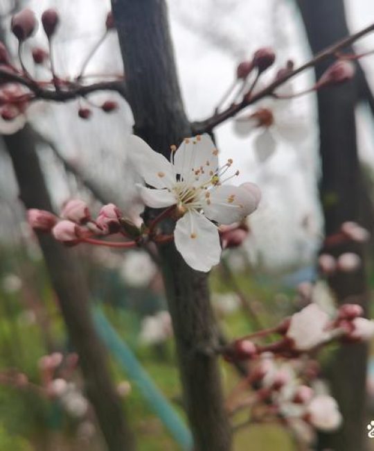李子树开花不结果是什么原因？5大原因及解决办法