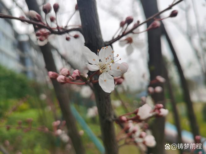 李子树开花不结果是什么原因?5大原因及解决办法 李子树开花不结果是什么原因?5大原因及解决办法