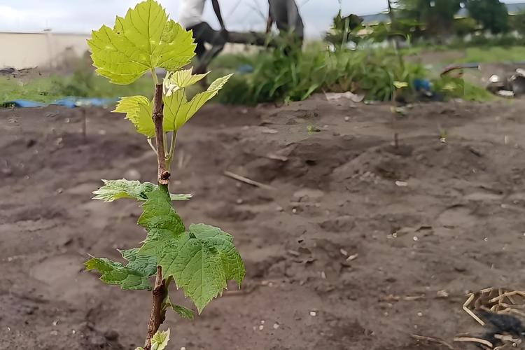 葡萄树什么时间移栽最好?种植专家给出精准时间窗口与4步成活法 五、浇定根水:边栽边浇,浇透不积水
