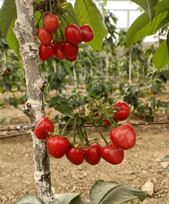 齐早大樱桃种植指南：是否需要授粉树及全流程管理