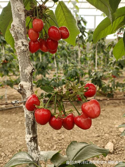 齐早大樱桃种植指南：是否需要授粉树及全流程管理