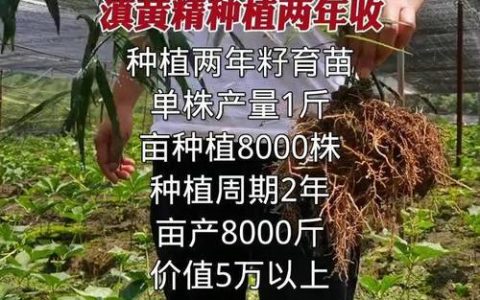 老虎姜种苗多少钱一斤？价格快速参考与影响因素分析