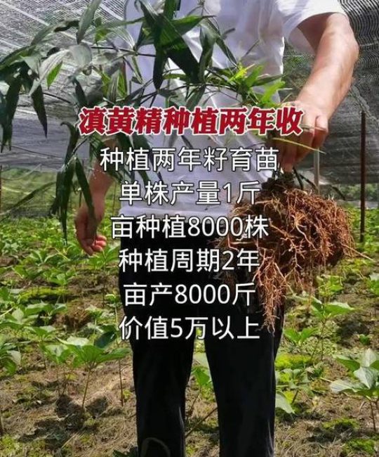 老虎姜种苗多少钱一斤？价格快速参考与影响因素分析