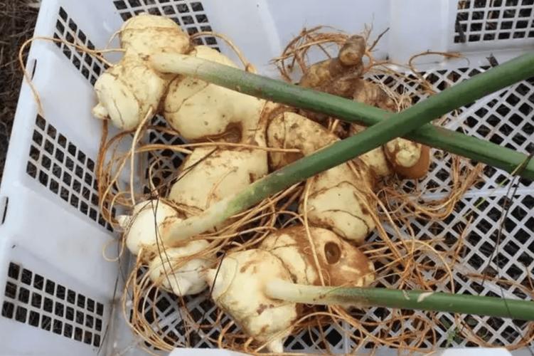 老虎姜种苗多少钱一斤?价格快速参考与影响因素分析 影响因素三:购买季节