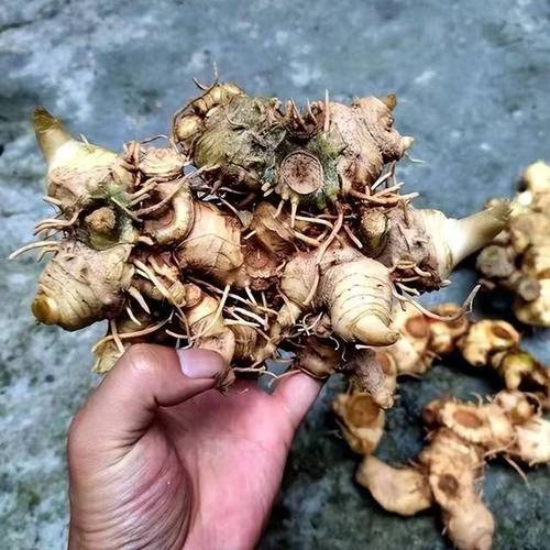 老虎姜种苗多少钱一斤?价格快速参考与影响因素分析 影响因素四:购买数量与用户类型