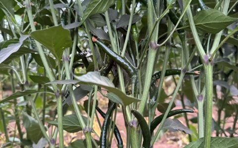 朝天椒种子要泡水吗？——从种植到药食同源的全方位解答