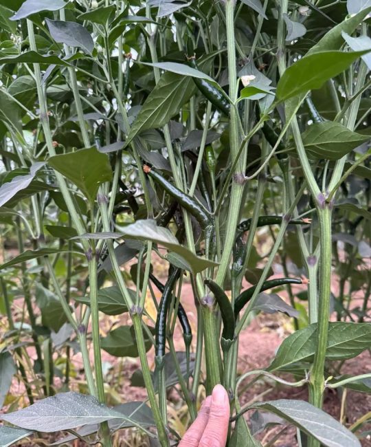 朝天椒种子要泡水吗？——从种植到药食同源的全方位解答