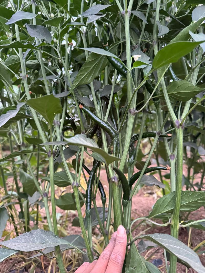 朝天椒种子要泡水吗?——从种植到药食同源的全方位解答 安全性声明