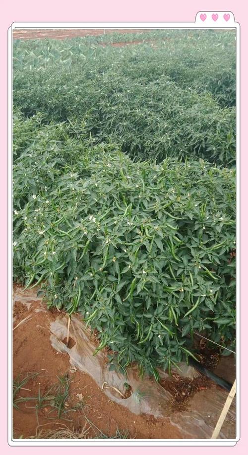 朝天椒种子要泡水吗?——从种植到药食同源的全方位解答 食用常识:朝天椒的食用价值