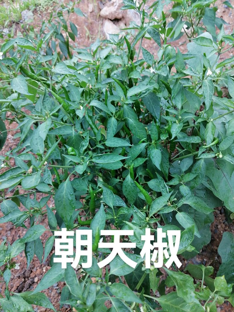 朝天椒种子要泡水吗?——从种植到药食同源的全方位解答 朝天椒种子要泡水吗?——种植实操指南
