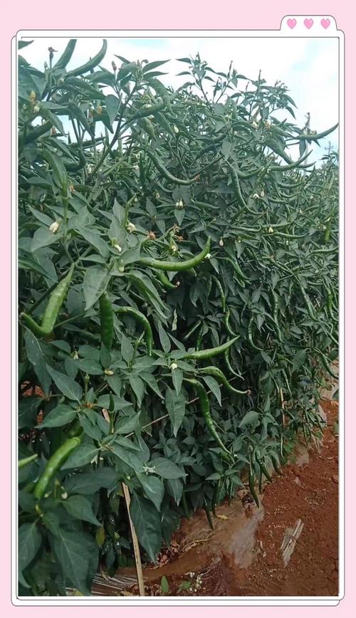 朝天椒种子要泡水吗?——从种植到药食同源的全方位解答 药用常识:传统记载中的辣椒