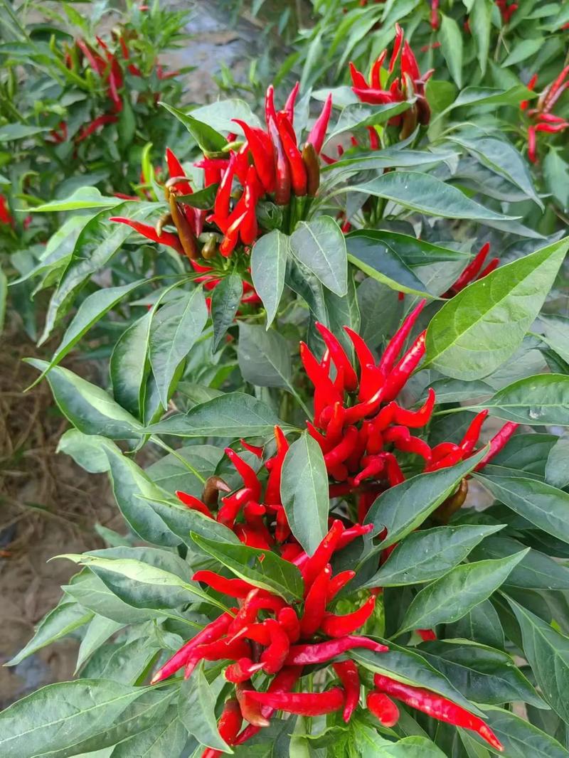 朝天椒种子要泡水吗?——从种植到药食同源的全方位解答 常见误区