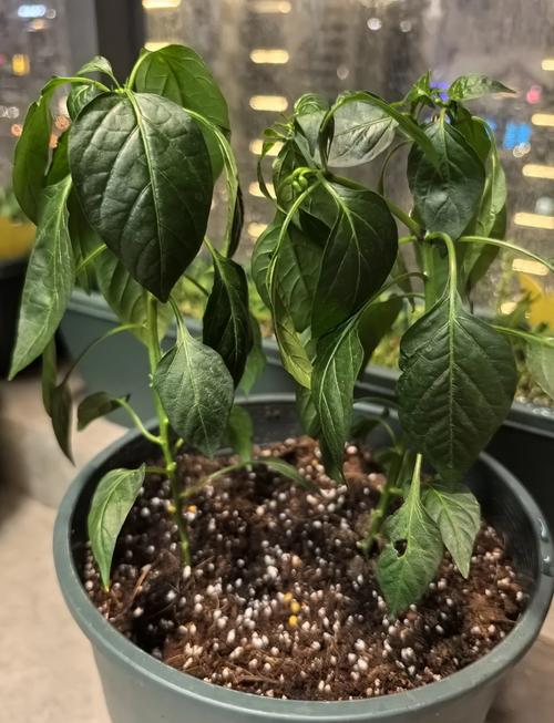 朝天椒种子要泡水吗?——从种植到药食同源的全方位解答 参考资料