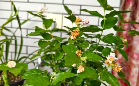 茉莉花用复合肥可以吗？科学施肥指南与注意事项