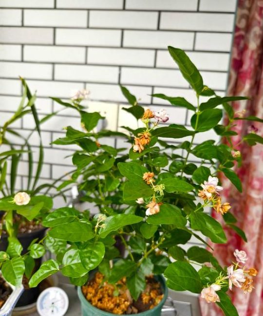 茉莉花用复合肥可以吗？科学施肥指南与注意事项