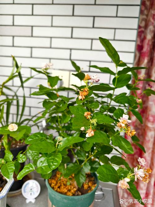 茉莉花用复合肥可以吗？科学施肥指南与注意事项