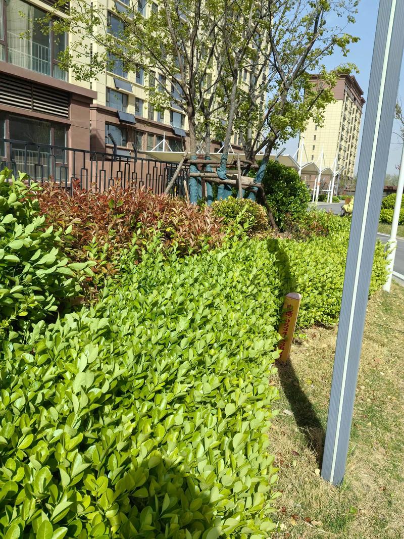 小区景观树怎么选?工程绿化专家给出可落地的苗木配置方案 小区景观树怎么选?工程绿化专家给出可落地的苗木配置方案