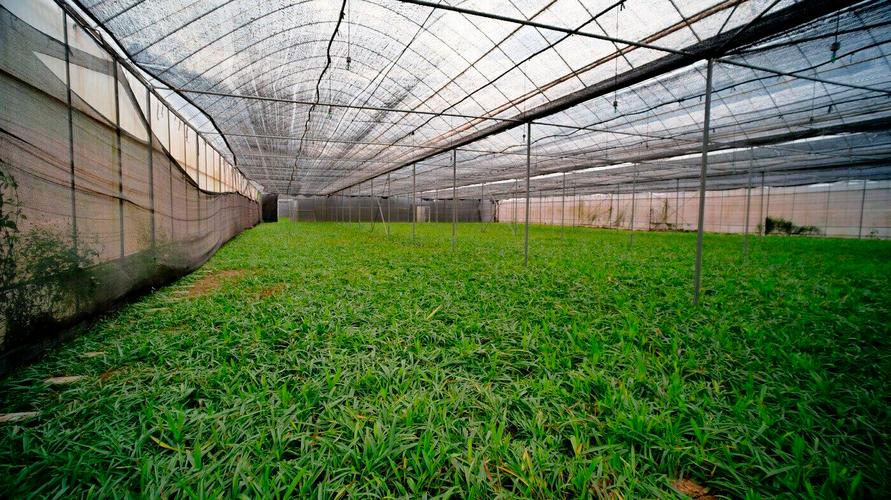 黄菖蒲种植多少钱?2024年价格参考区间与五大影响因素解析 规格决定价格:根系与冠幅是关键