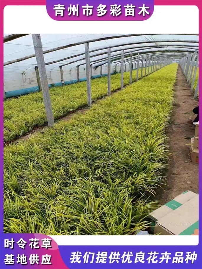 黄菖蒲种植多少钱?2024年价格参考区间与五大影响因素解析 季节波动:春季采购最划算