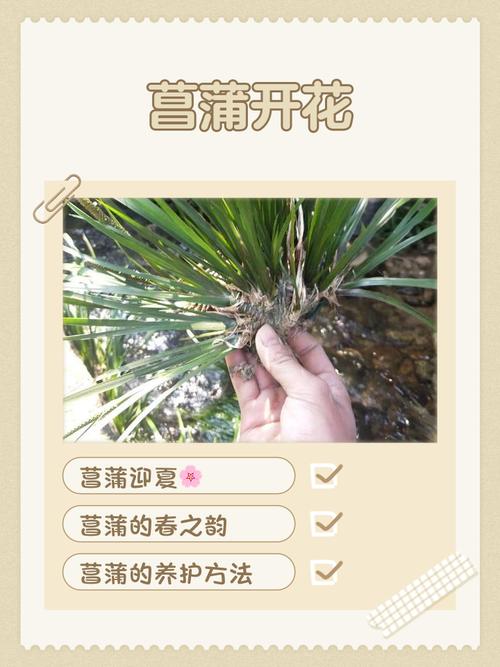 黄菖蒲种植多少钱?2024年价格参考区间与五大影响因素解析 运输成本:物流费用占比10%~30%