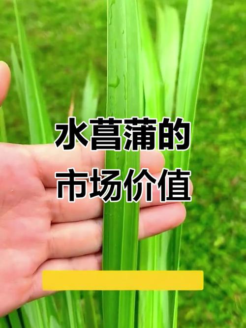 黄菖蒲种植多少钱?2024年价格参考区间与五大影响因素解析 数量折扣:批发与零售价差显著