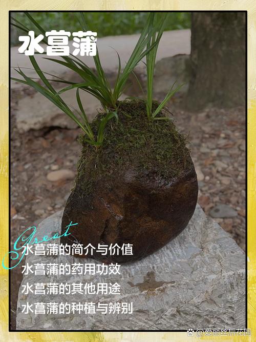 黄菖蒲种植多少钱?2024年价格参考区间与五大影响因素解析 如何获得准确报价?