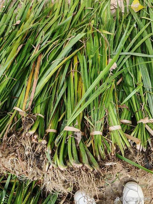 黄菖蒲种植多少钱?2024年价格参考区间与五大影响因素解析 综合价格参考表
