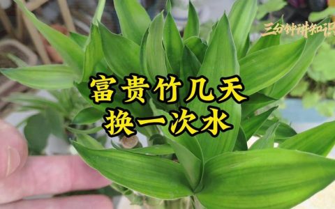 富贵竹水培多久换一次水？四季养护与生根全攻略